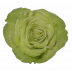 Wasabi®