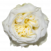 Mayra´s Rose ® White