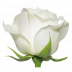 Mayra´s Rose ® White