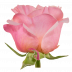 Mayra´s Rose ® Peach