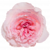 Mayra´s Rose Pink®