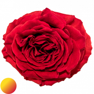 Mayra´s rose® flame