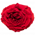 Mayra´s rose® flame