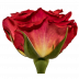 Mayra´s rose® flame