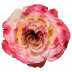 Mayra´s rose ®light