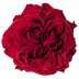 Mayra´s Rose ® Red