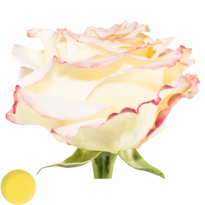 Mayra´s Rose® Yellow