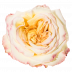 Mayra´s Rose® Yellow