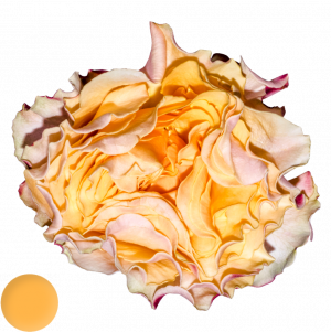 Campanella Peach®